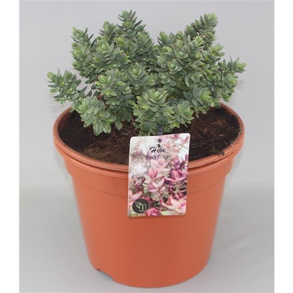 <h4>Hebe 'Red Edge' C10</h4>