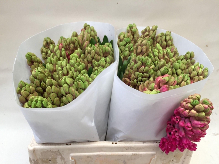 <h4>HYAC JAN BOS</h4>