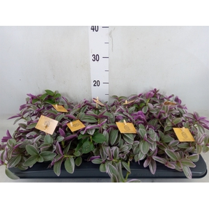 Tradescantia cerinth. 'Sweetness'