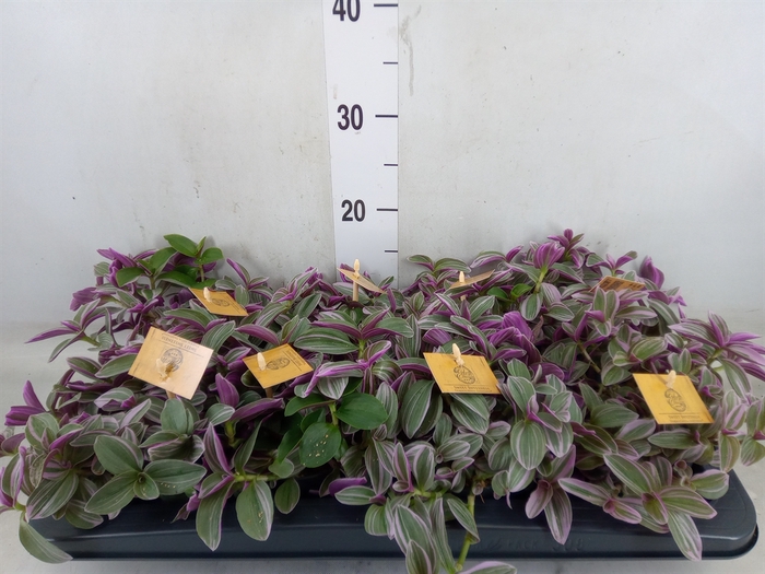 <h4>Tradescantia cerinth. 'Sweetness'</h4>