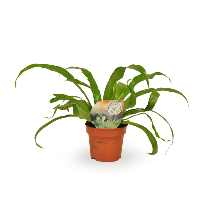 <h4>Asplenium antiquum</h4>