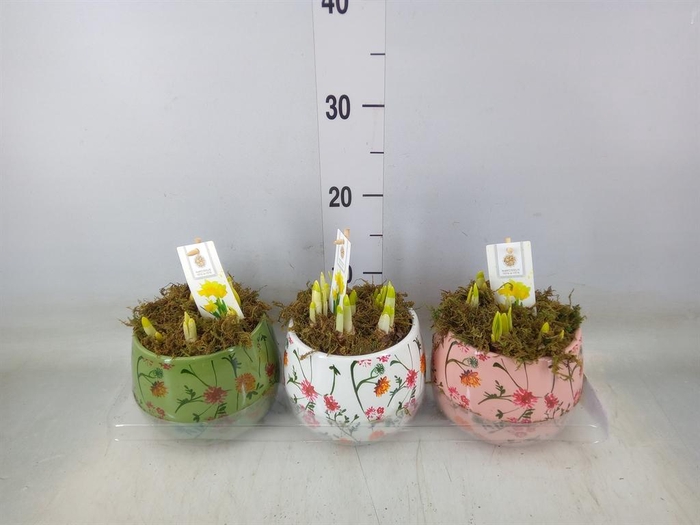 <h4>Arr.  Narcissus Tete Tete H%</h4>