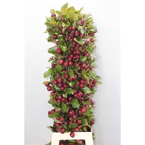 Malus Rood Tak