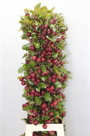 <h4>Malus Rood Tak</h4>