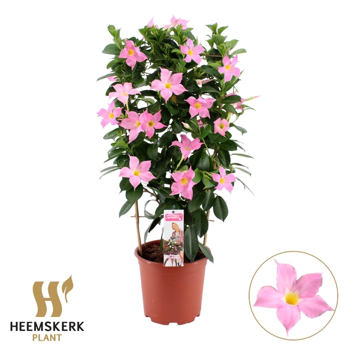 <h4>Mandevilla sand. 'Eagle Eye'</h4>