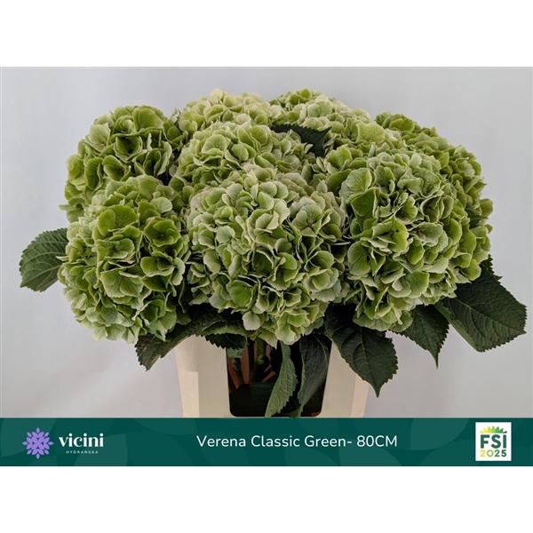 <h4>Hydr Verena Classic Green 80 cm Vicini</h4>