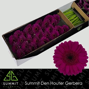 Germini Impact Doos