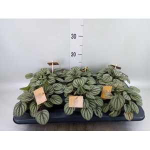 Peperomia