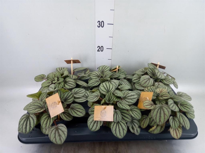 <h4>Peperomia</h4>