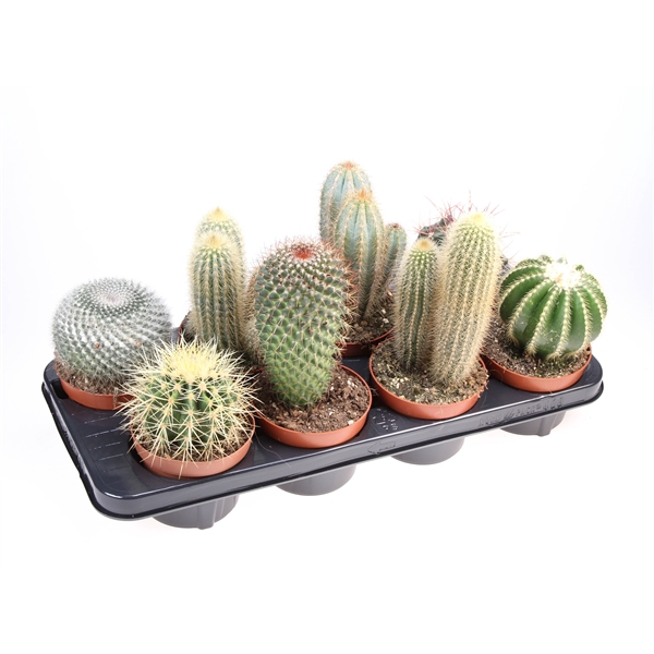 <h4>Cactus mix</h4>