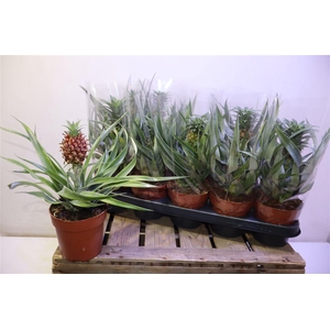 arr8 Ananas Ov