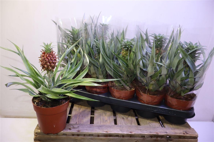 <h4>arr8 Ananas Ov</h4>
