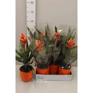 Aech Pe Elegant Flam