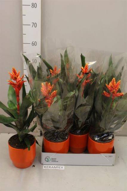 <h4>Aech Pe Elegant Flam</h4>