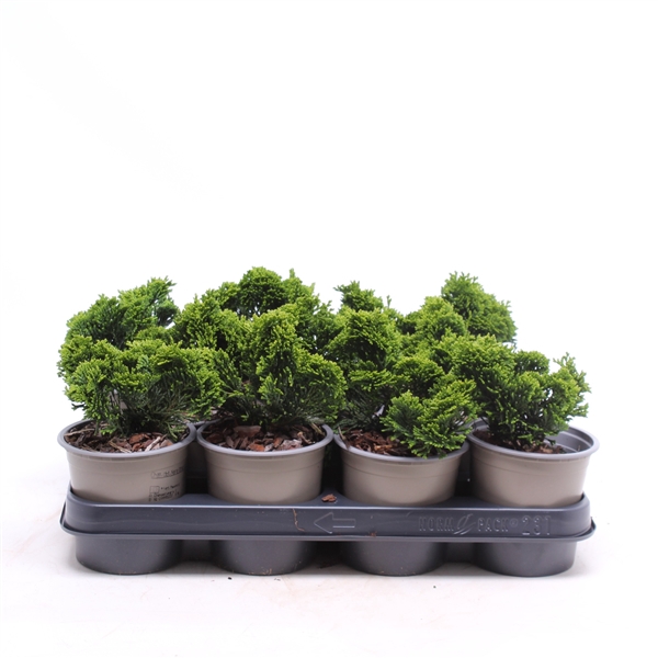 <h4>Chamaecyparis obtusa 'Nana Gracilis'</h4>