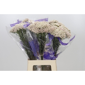 Ozothamnus Cooks Pink