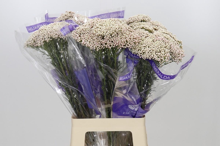 <h4>Ozothamnus Cooks Pink</h4>