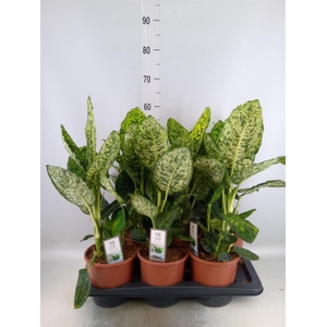 Dieffenbachia  'Reflector'