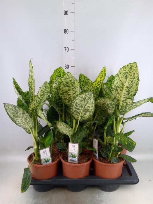 <h4>Dieffenbachia  'Reflector'</h4>