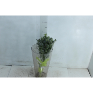 ERYNGIUM 040 CM