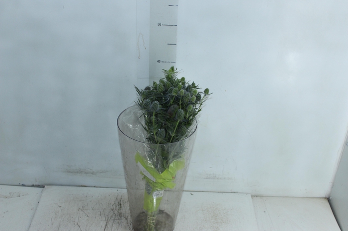 <h4>ERYNGIUM 040 CM</h4>