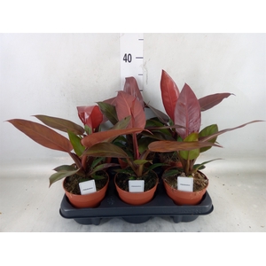 Philodendron   ...