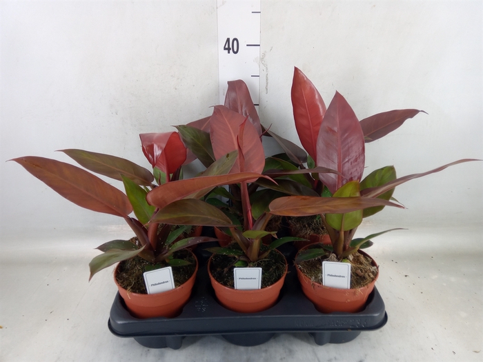<h4>Philodendron   ...</h4>