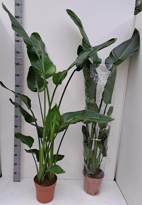 <h4>STRELITZIA NICOLAI</h4>