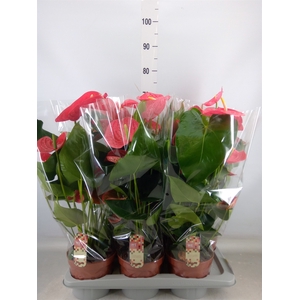 Anthurium andr. 'California'