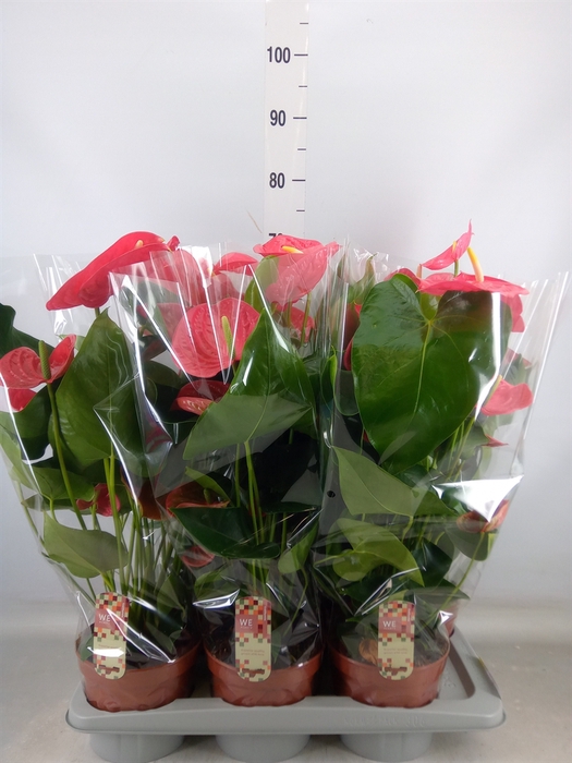 <h4>Anthurium andr. 'California'</h4>