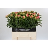 Paeonia Coral Sunset