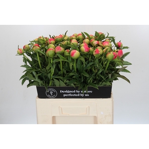Paeonia Coral Sunset