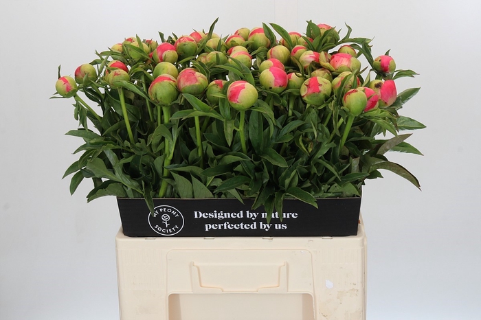 <h4>Paeonia Coral Sunset</h4>