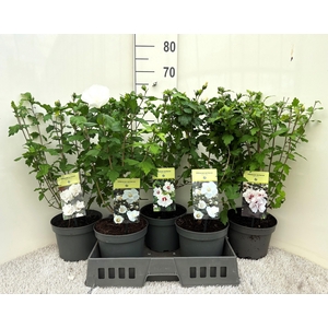 HIBIS SYRIACUS
