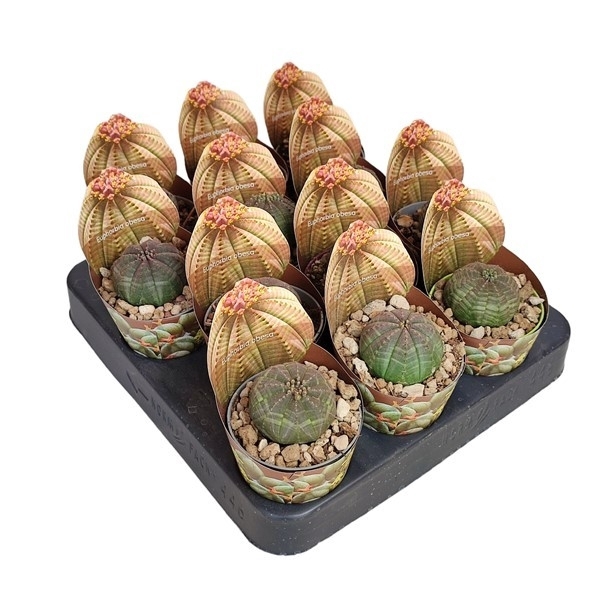 <h4>EUPHORBIA OBESA - SHAPED POT COVER Ø 6,5 (SUCCULENTEN)</h4>