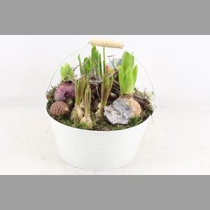 arr4 Bollenmix VL - Emmer white 250/2