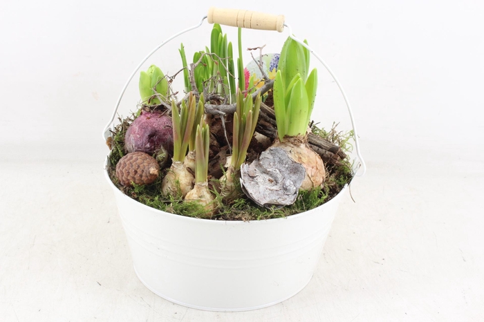 <h4>arr4 Bollenmix VL - Emmer white 250/2</h4>