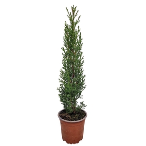 CUPRES SE TOTEM