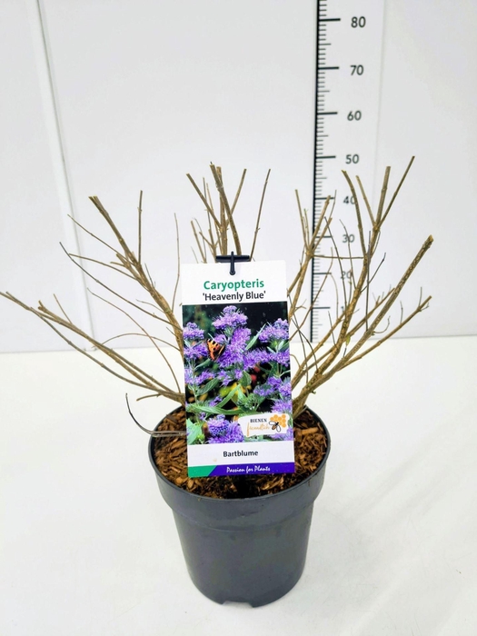 <h4>Caryopteris x clandonensis Heavenl</h4>