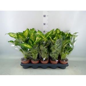 Dieffenbachia  'Compacta'