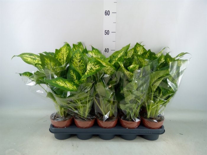 <h4>Dieffenbachia  'Compacta'</h4>