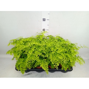 Adiantum raddi. 'Fragrans'