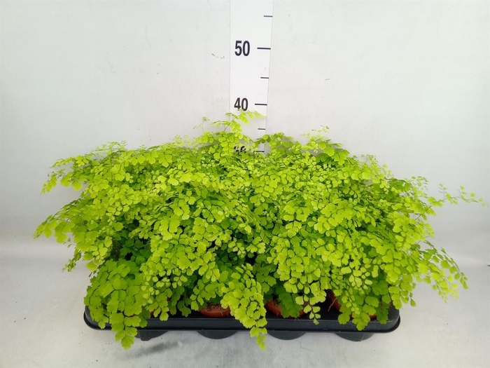 <h4>Adiantum raddi. 'Fragrans'</h4>