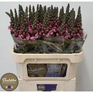 <h4>ANTIR PO LAVENDER</h4>