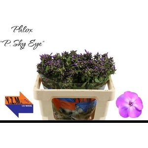 PHLOX P SKY EYES