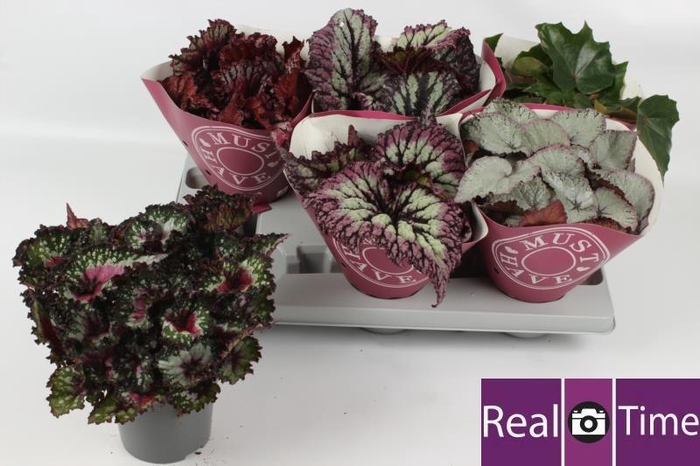 <h4>BEG BEL GEM</h4>