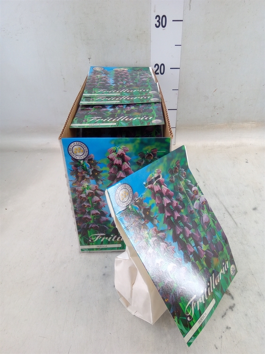 <h4>Fritillaria  ...flowerbulbs</h4>