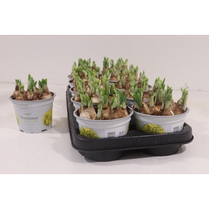 NARCISSUS TETE A TETE P12