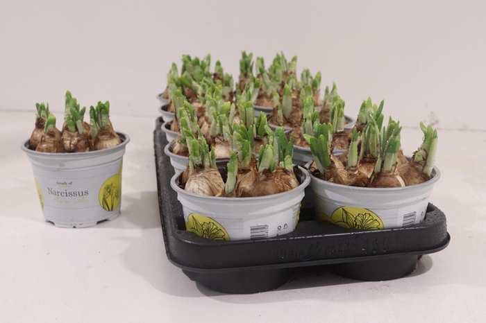 <h4>NARCISSUS TETE A TETE P12</h4>
