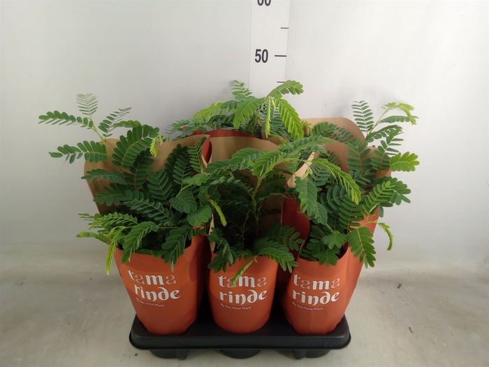 <h4>Tamarindus indica</h4>